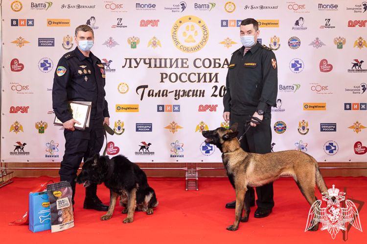 КИНОЛОГИ И СЛУЖЕБНЫЕ СОБАКИ РОСГВАРДИИ, ПРИНИМАВШИЕ УЧАСТИЕ В СВО, ОТМЕЧЕНЫ ВСЕРОССИЙСКОЙ ПРЕМИЕЙ ПРОФЕССИОНАЛЬНОГО МАСТЕРСТВА